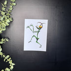 The Stick Insect - Art Print